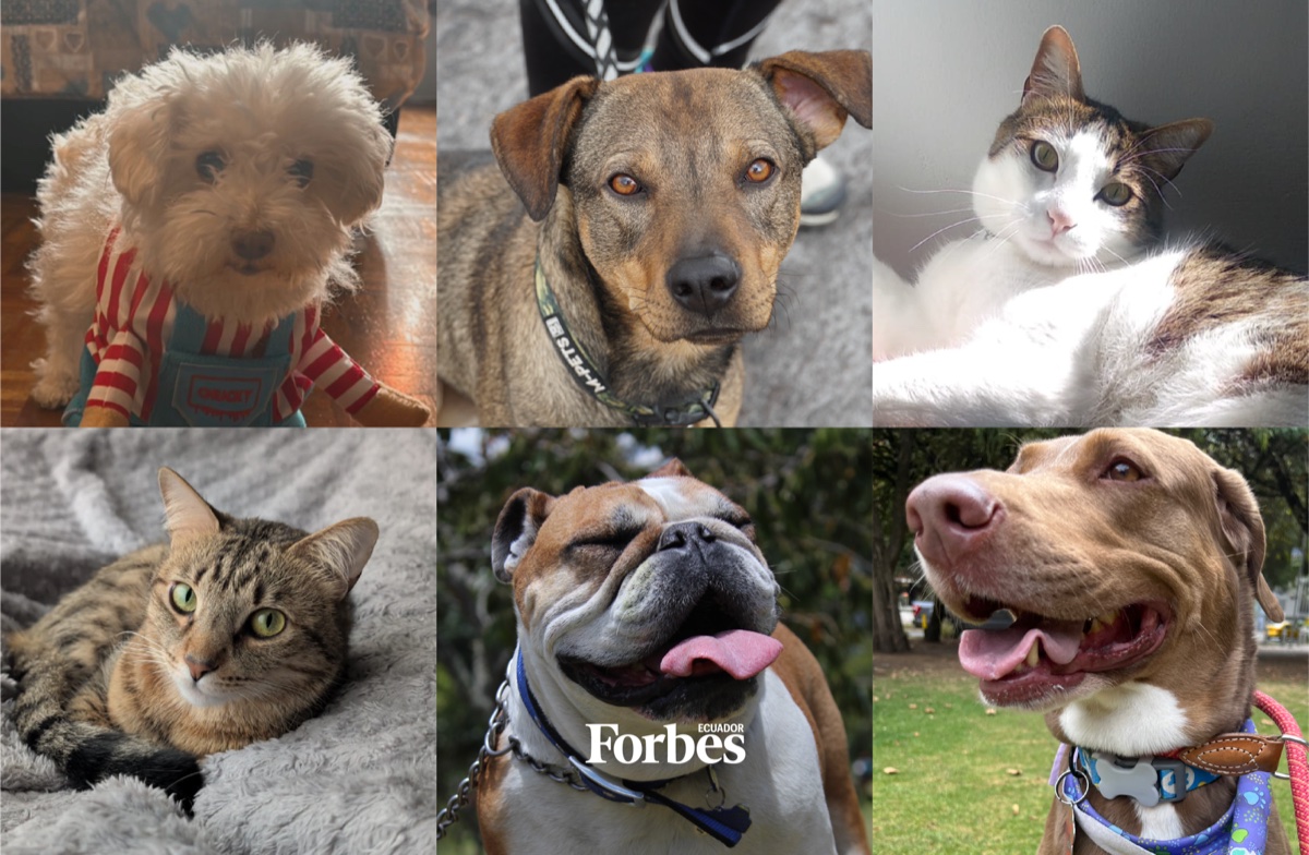 Los perros y los gatos se comen US$ 225 millones — Estudio de Datum BI en Forbes